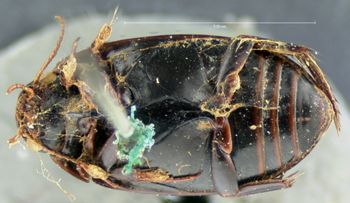 Media type: image;   Entomology 6054 Aspect: habitus ventral view